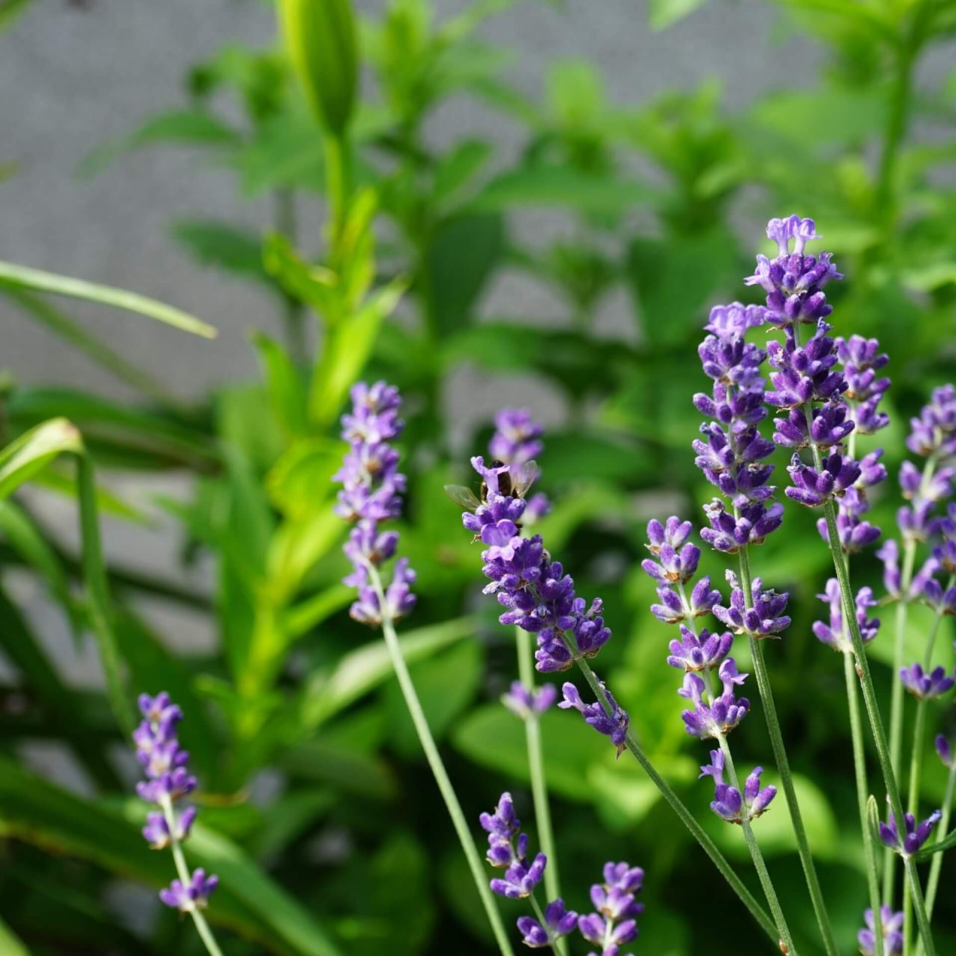 Lavendel 'Hidcote' (Lavandula angustifolia 'Hidcote')