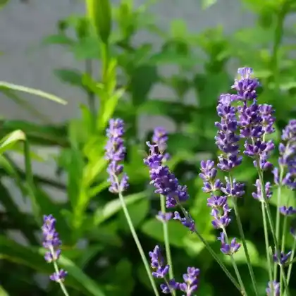 Foto von Lavendel 'Hidcote' (Lavandula angustifolia 'Hidcote')