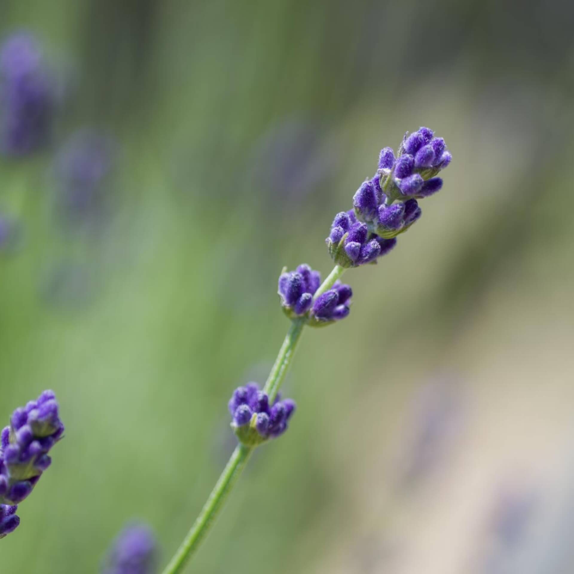 Lavendel 'Imperial Gem' (Lavandula angustifolia 'Imperial Gem')