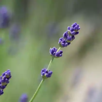 Foto von Lavendel 'Imperial Gem' (Lavandula angustifolia 'Imperial Gem')
