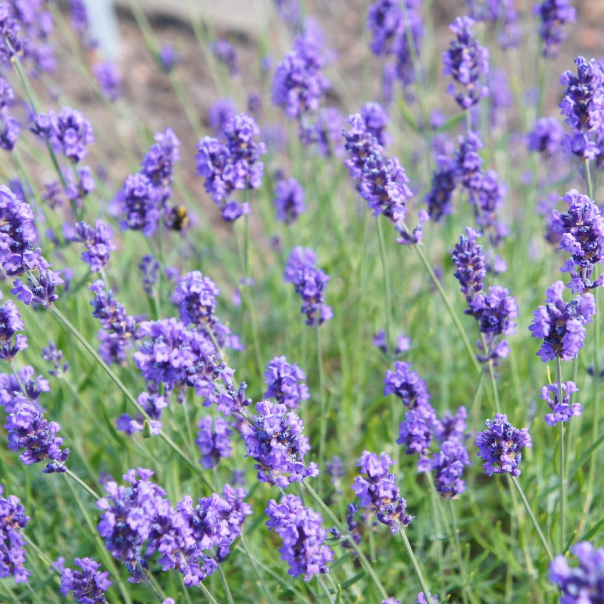 Lavendel 'Melissa Lilac' (Lavandula angustifolia 'Melissa Lilac')