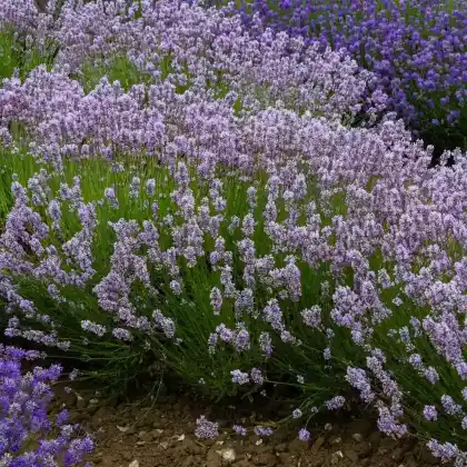 Foto von Lavendel 'Miss Katherine' (Lavandula angustifolia 'Miss Katherine')