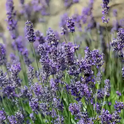 Foto von Lavendel 'Munstead' (Lavandula angustifolia 'Munstead')