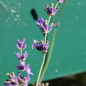 Lavendel 'Munstead' (Lavandula angustifolia 'Munstead')