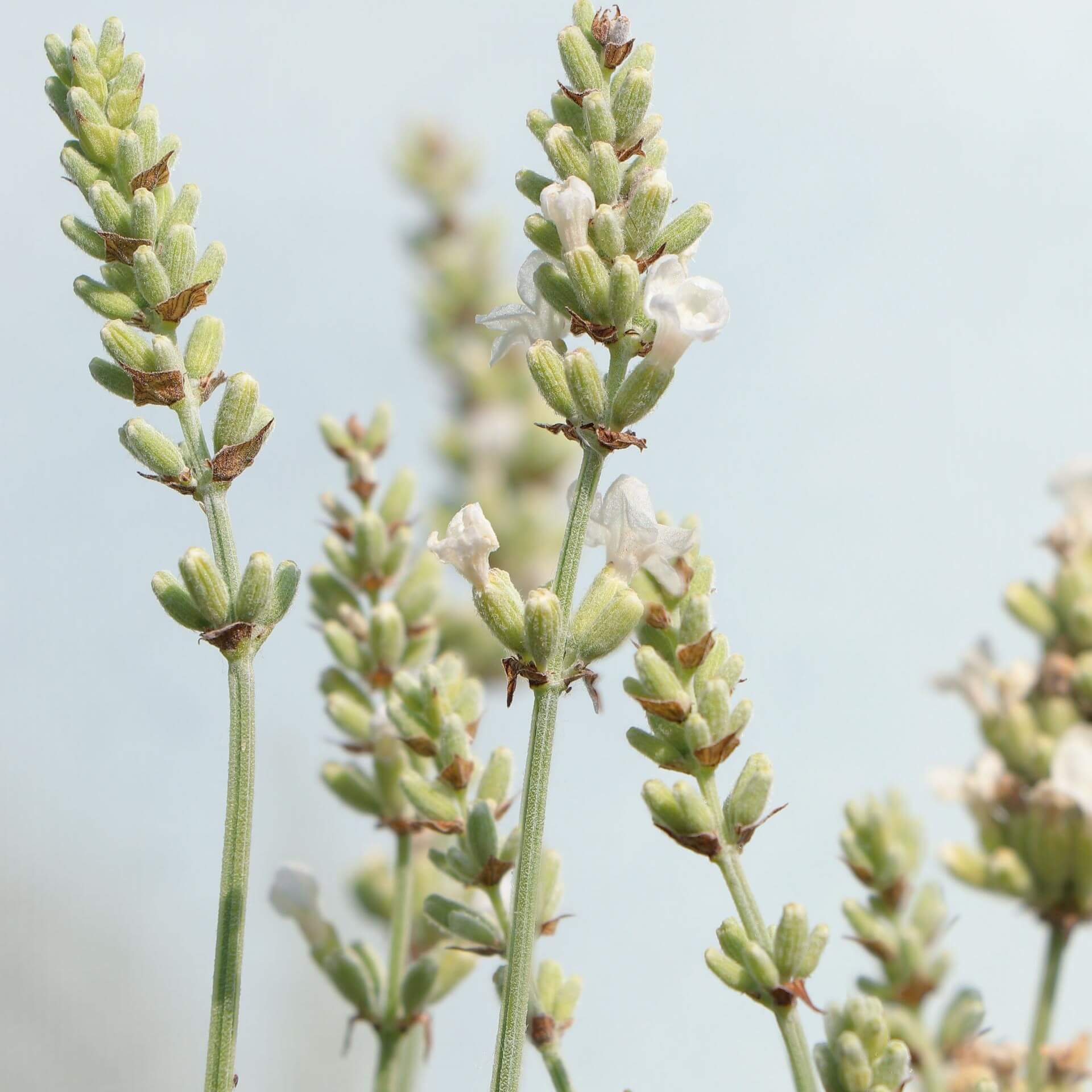 Lavendel 'Nana Alba' (Lavandula angustifolia 'Nana Alba')