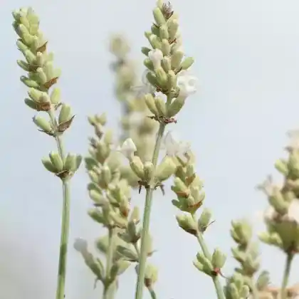 Foto von Lavendel 'Nana Alba' (Lavandula angustifolia 'Nana Alba')