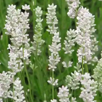 Foto von Lavendel 'Rosea' (Lavandula angustifolia 'Rosea')