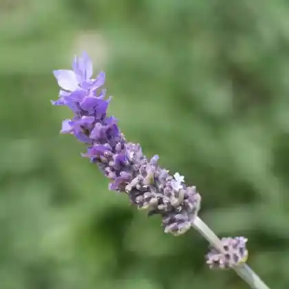 Foto von Gezähnter Lavendel (Lavandula dentata)