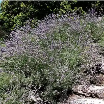 Foto von Breitblättriger Lavendel (Lavandula latifolia)