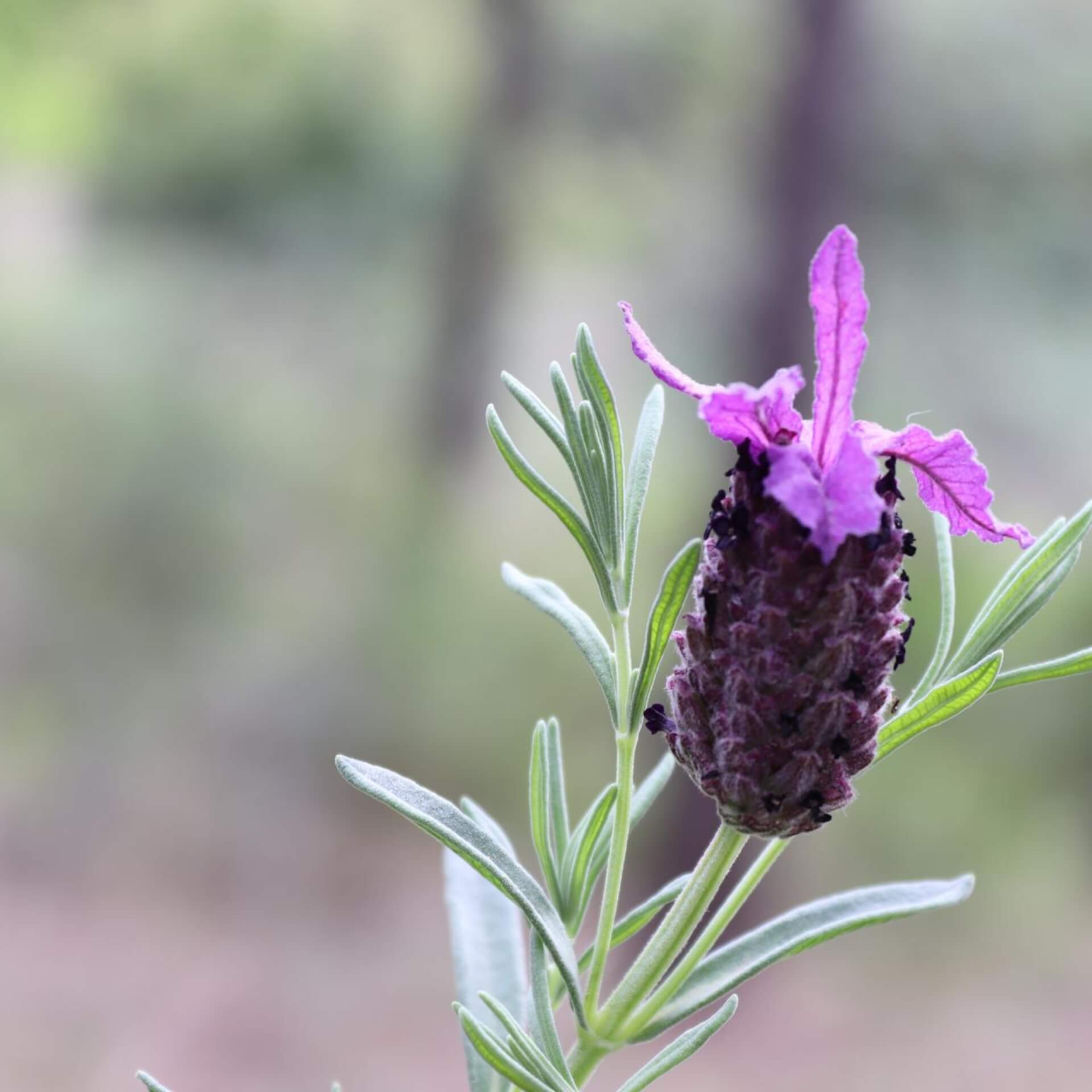 Schopf-Lavendel (Lavandula stoechas)