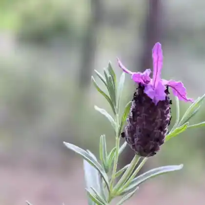Foto von Schopf-Lavendel (Lavandula stoechas)