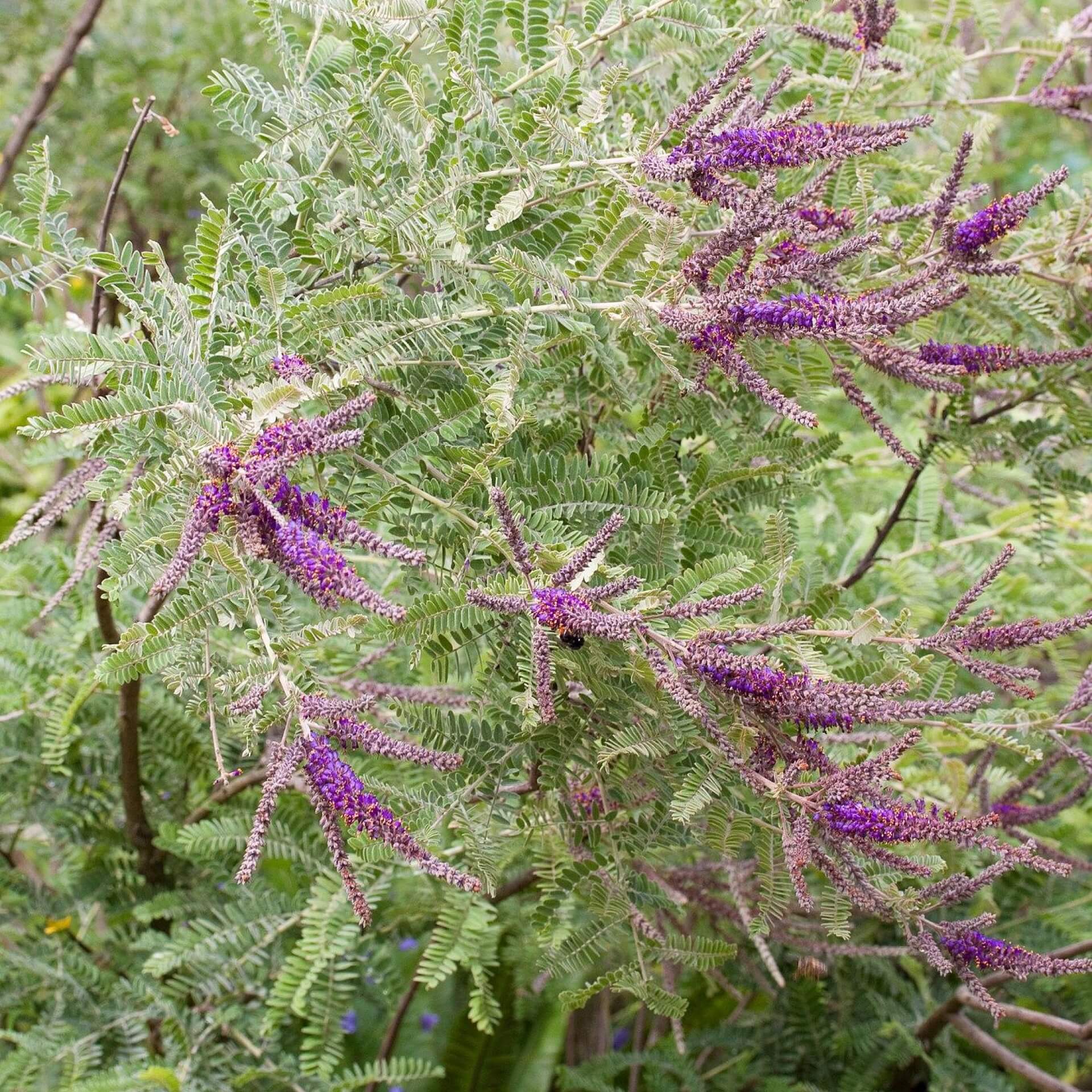 Kleiner Bleibusch (Amorpha nana)