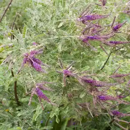 Foto von Kleiner Bleibusch (Amorpha nana)