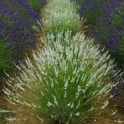 Foto von Provence-Lavendel 'Edelweiß' (Lavandula x intermedia 'Edelweiß')