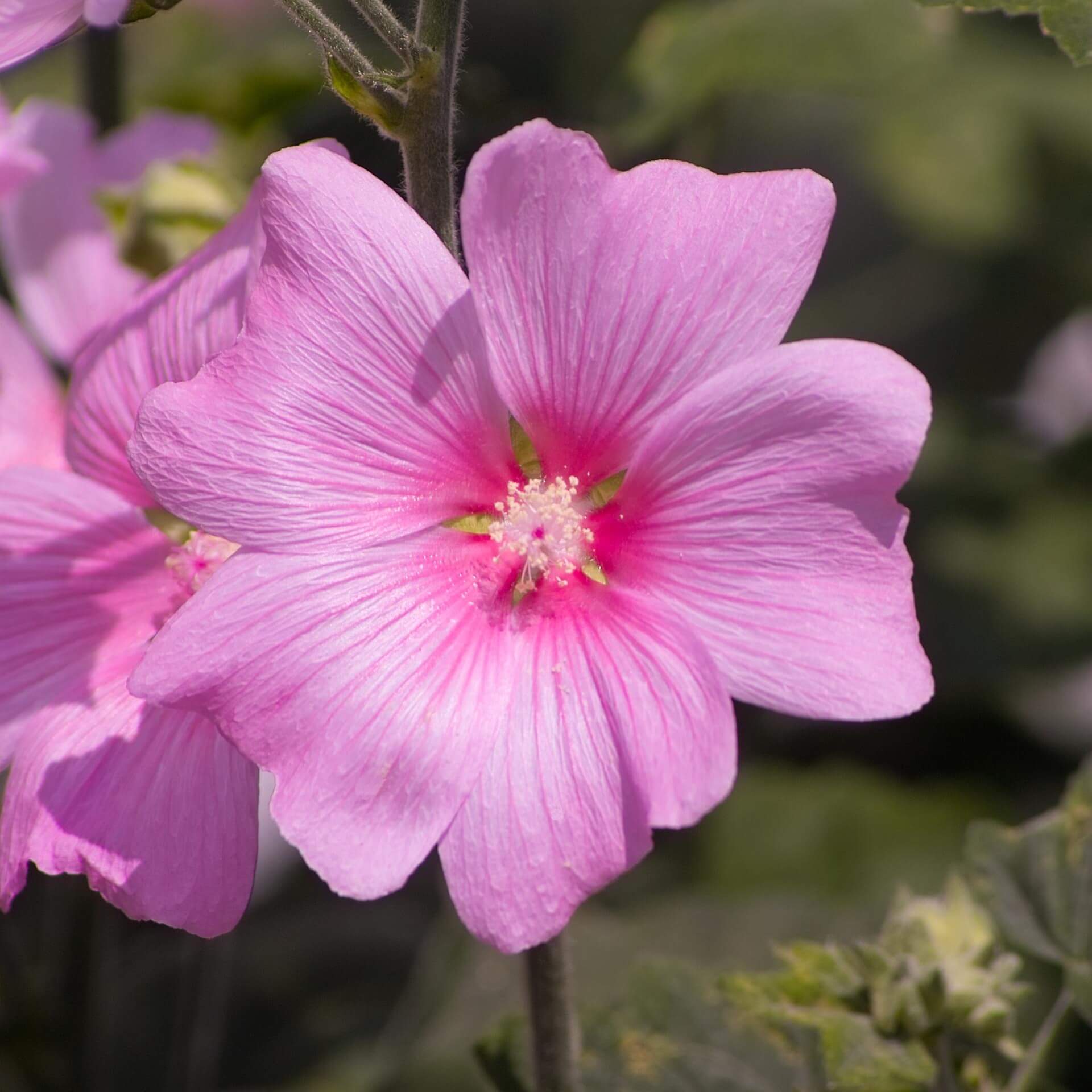 Thüringer Strauchpappel (Lavatera thuringiaca)