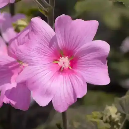 Foto von Thüringer Strauchpappel (Lavatera thuringiaca)