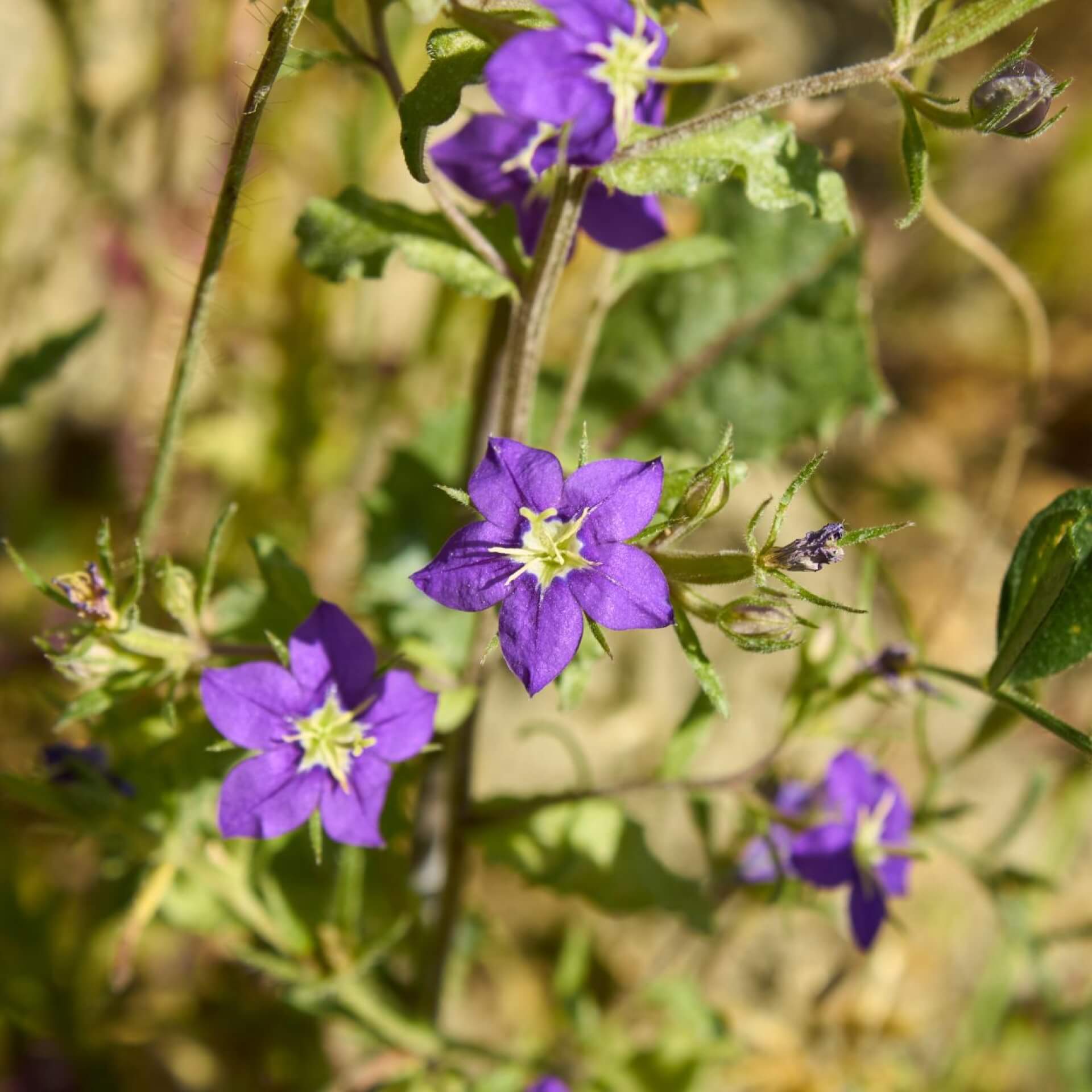 Venus-Frauenspiegel (Legousia speculum-veneris)