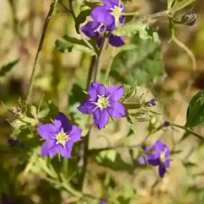 Foto von Venus-Frauenspiegel (Legousia speculum-veneris)