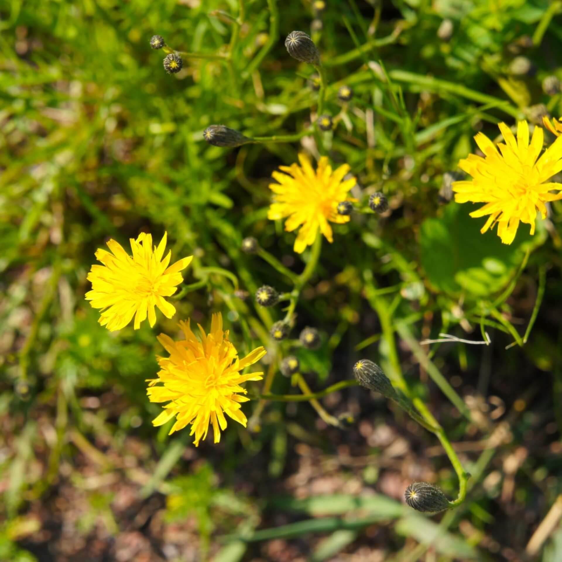 Herbst-Löwenzahn (Leontodon autumnalis)