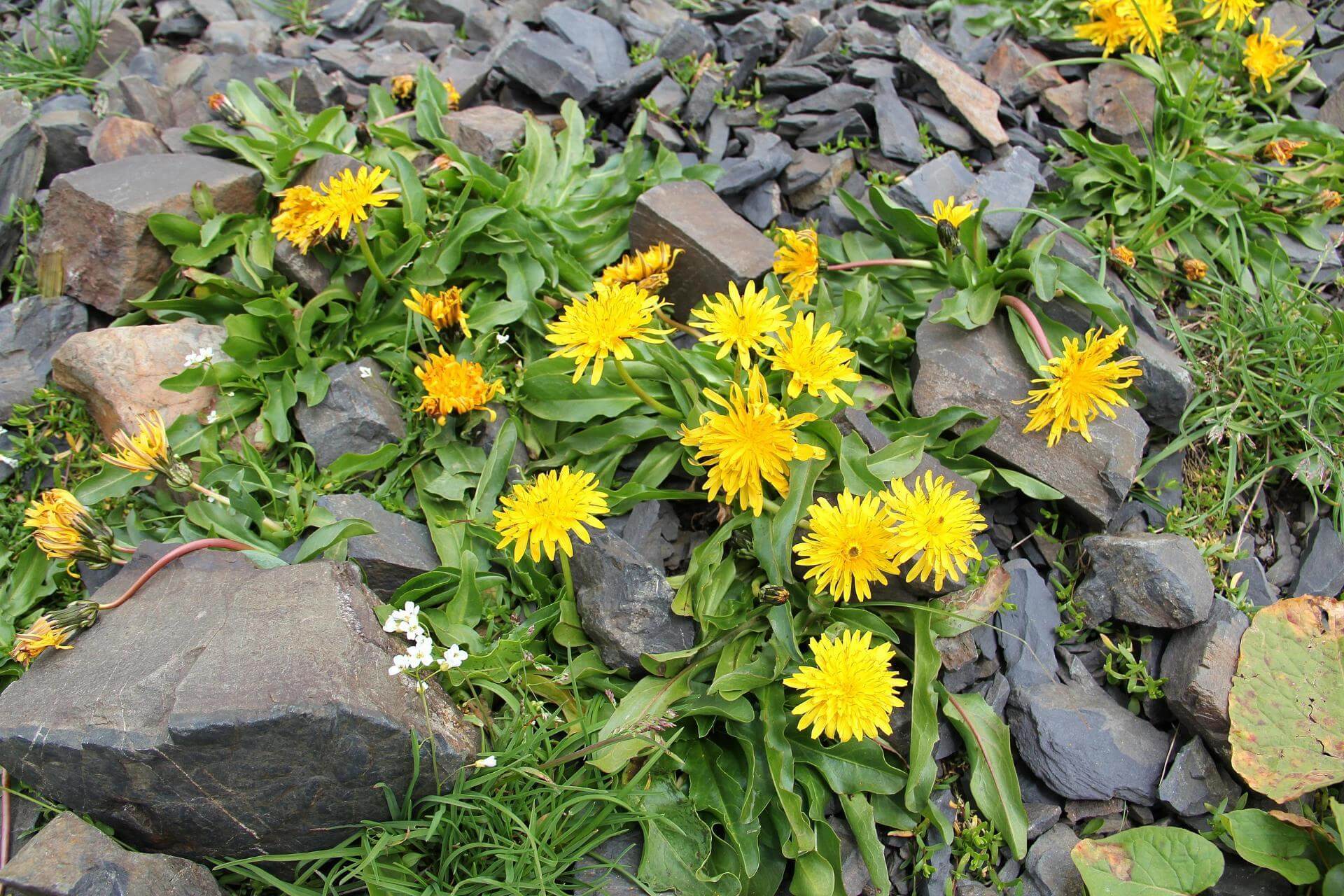 HerbstLöwenzahn Expertenwissen für den Garten