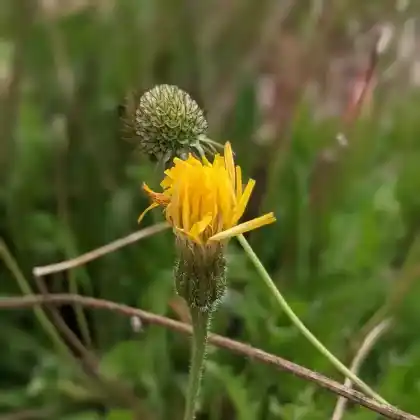 Foto von Steifhaariger Löwenzahn (Leontodon hispidus)