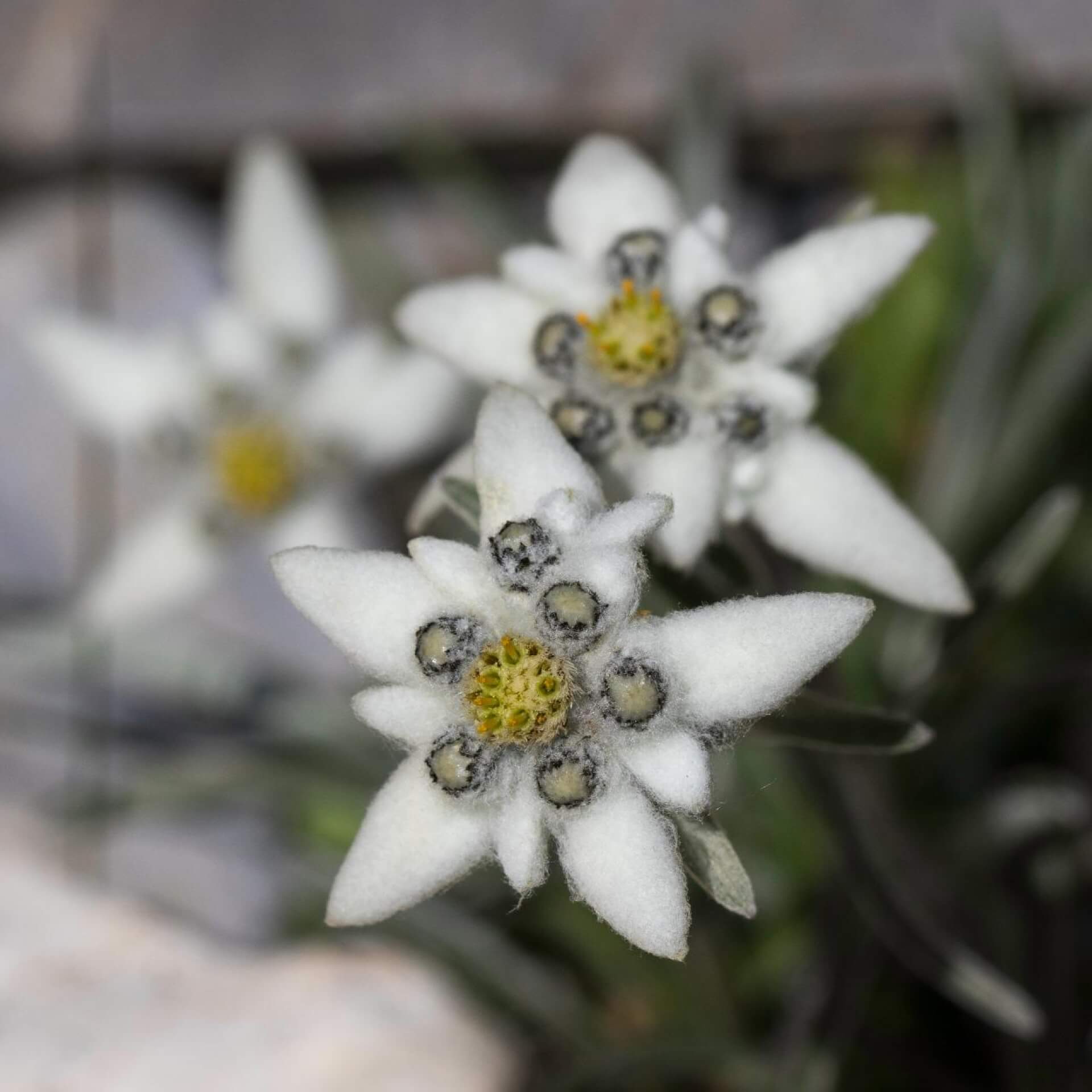 Alpen-Edelweiß (Leontopodium alpinum)