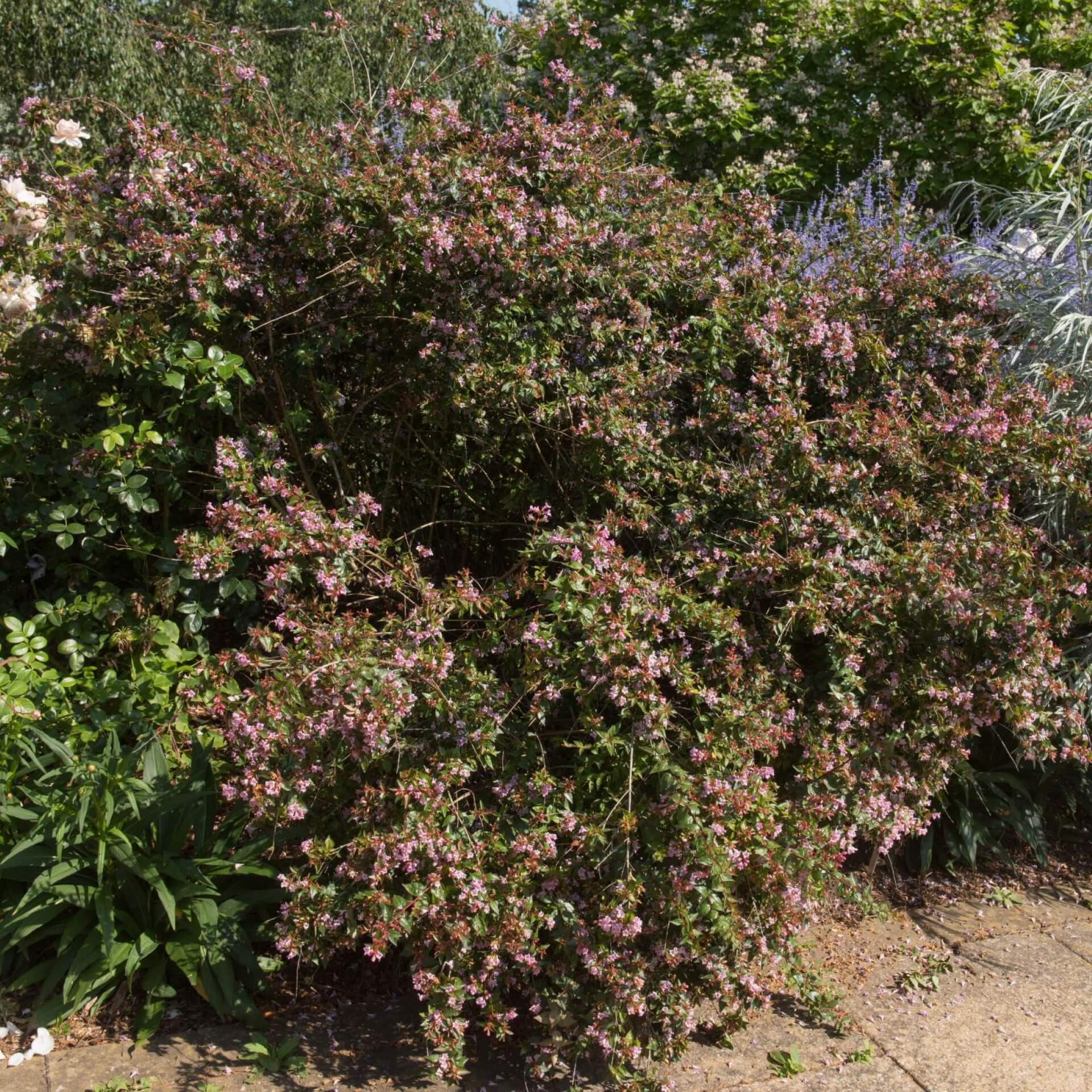 Großblütige Abelie (Abelia x grandiflora)