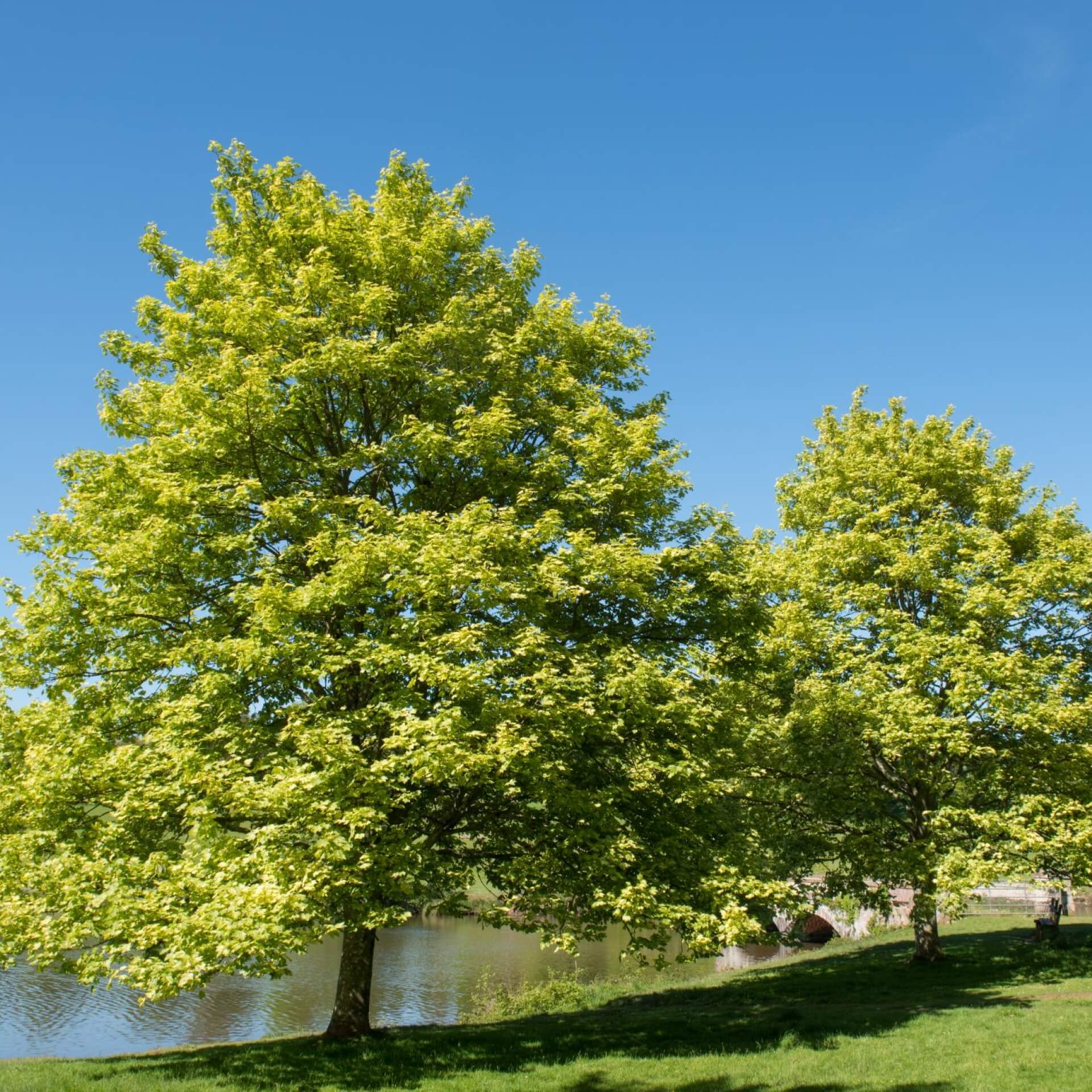 Kolchischer Ahorn (Acer cappadocicum)