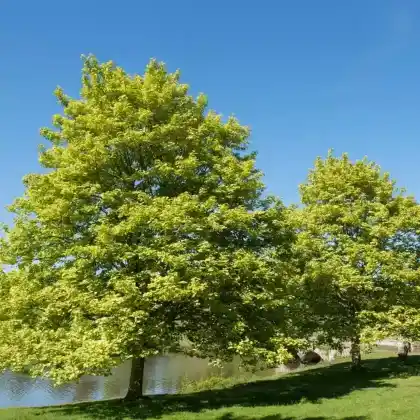 Foto von Kolchischer Ahorn (Acer cappadocicum)