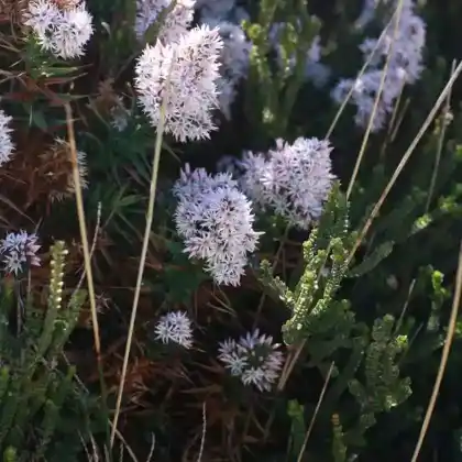 Foto von Schmalblättrige Amsonie (Amsonia ciliata)