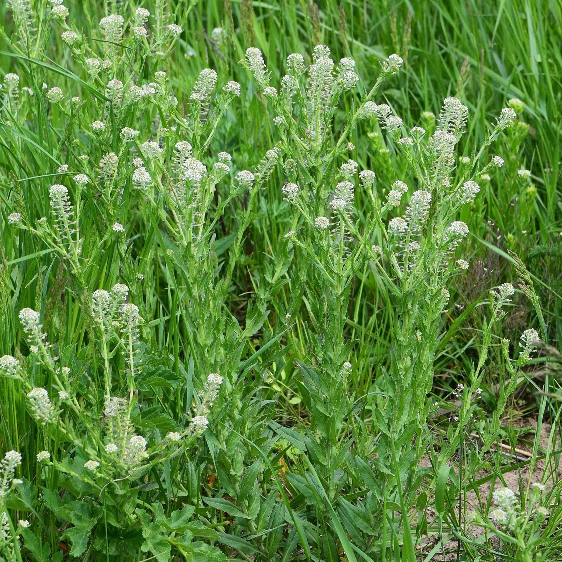 Feld-Kresse (Lepidium campestre)