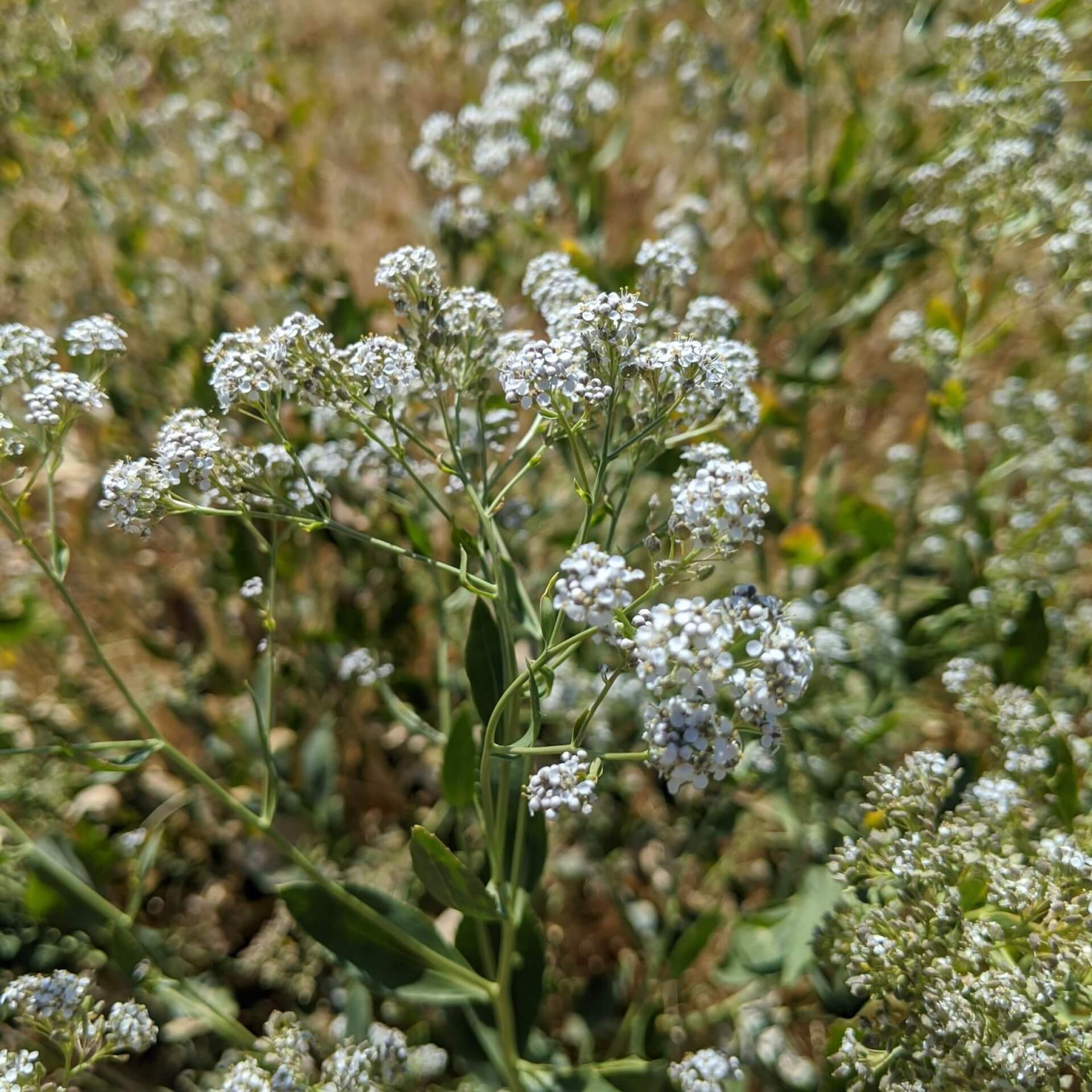 Pfefferkraut (Lepidium latifolium)