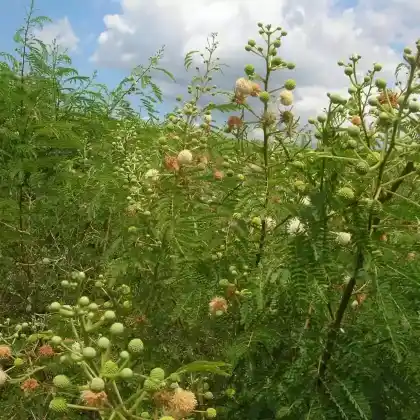 Foto von Weißkopfmimose (Leucaena leucocephala)
