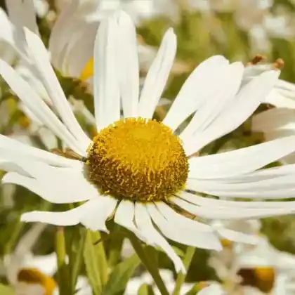 Foto von Herbstmargerite (Leucanthemella serotina)