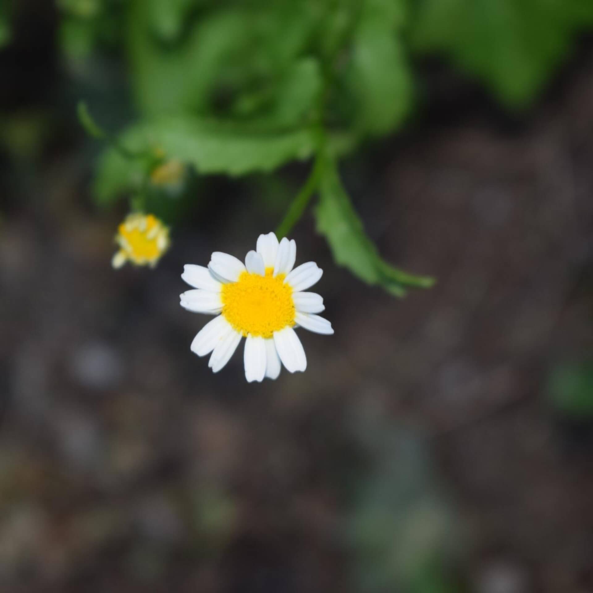 Fettwiesen-Margerite (Leucanthemum ircutianum)