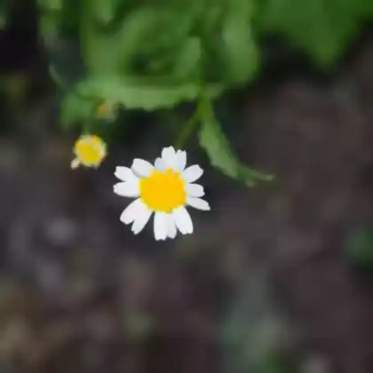 Foto von Fettwiesen-Margerite (Leucanthemum ircutianum)