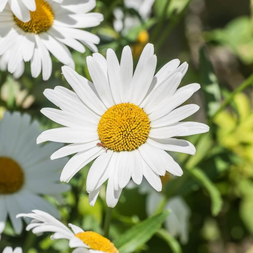 GartenMargerite / Leucanthemum maximum