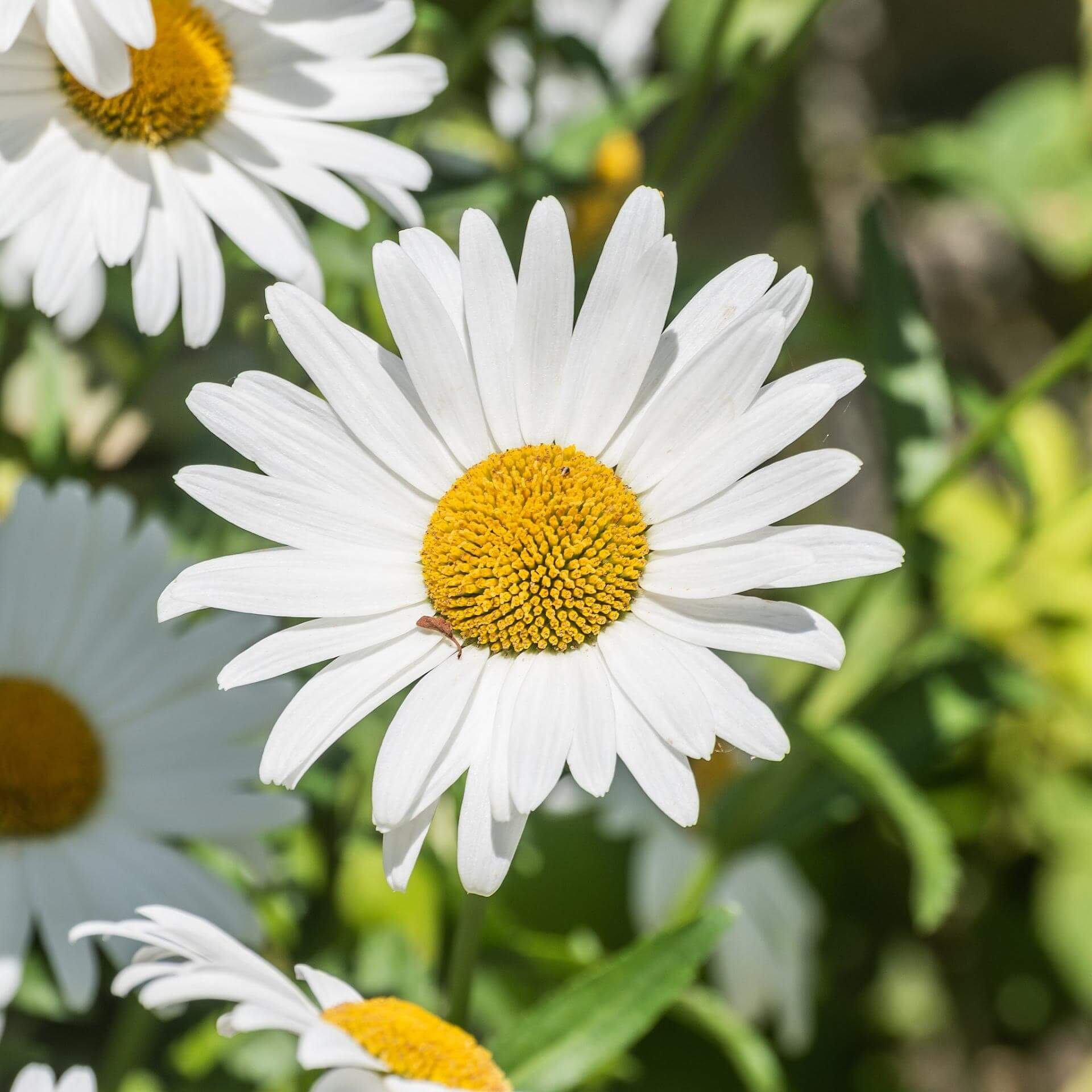 GartenMargerite Expertenwissen für den Garten
