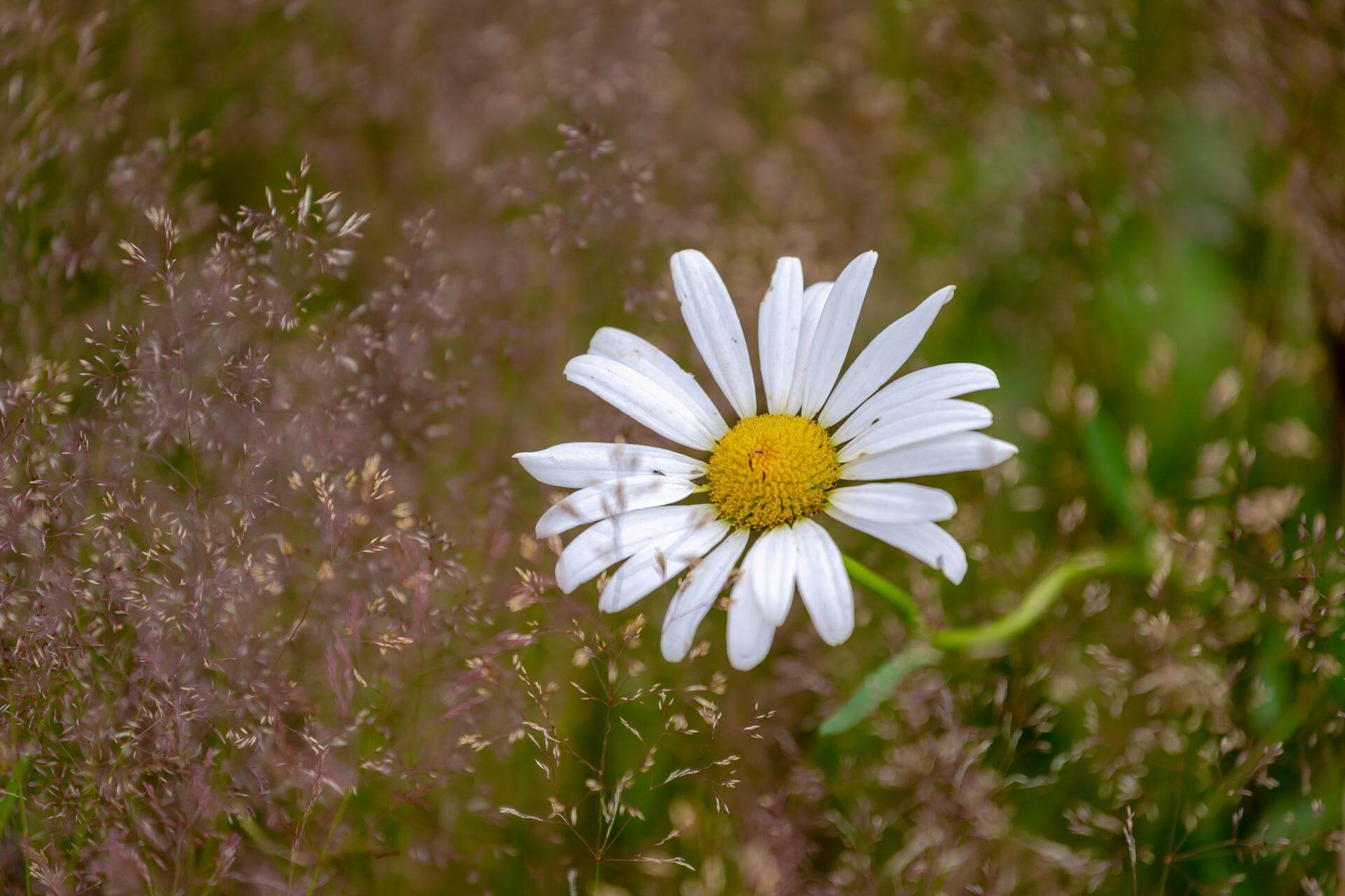 GartenMargerite / Leucanthemum maximum