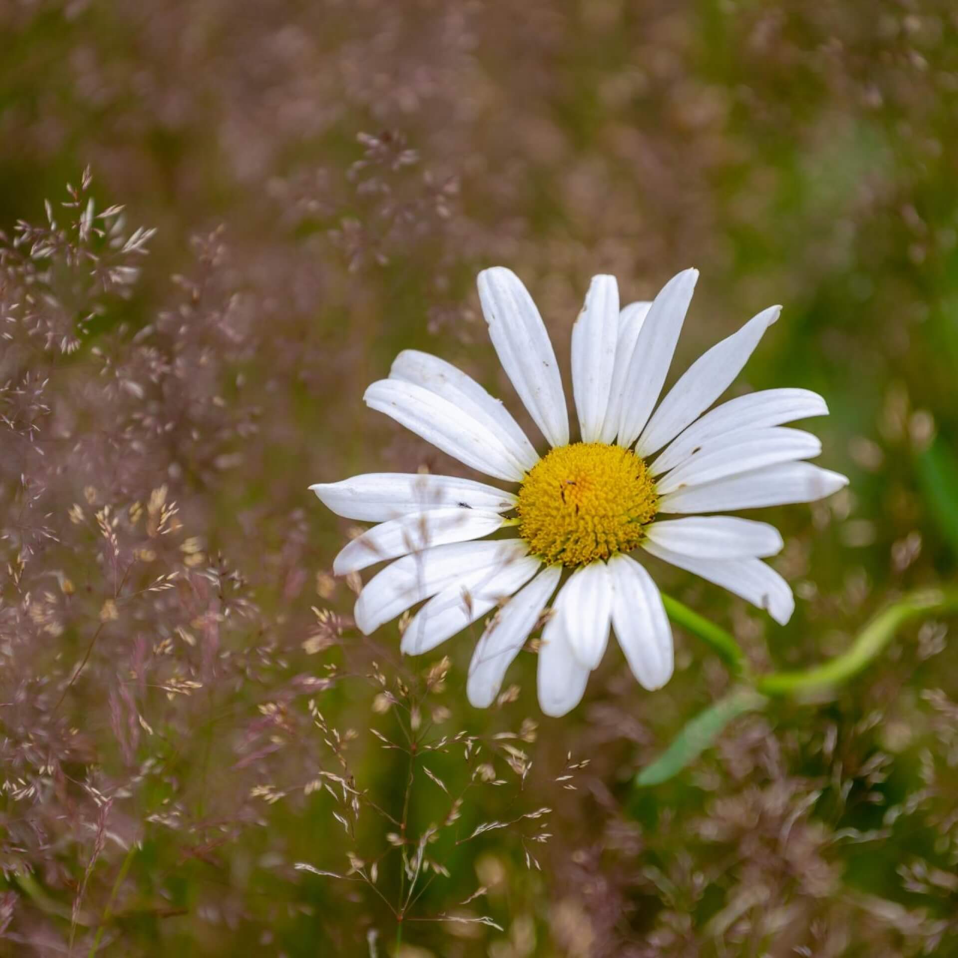 Garten-Margerite (Leucanthemum maximum)