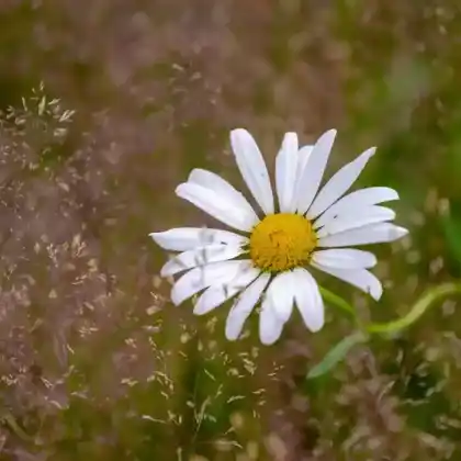 Foto von Garten-Margerite (Leucanthemum maximum)