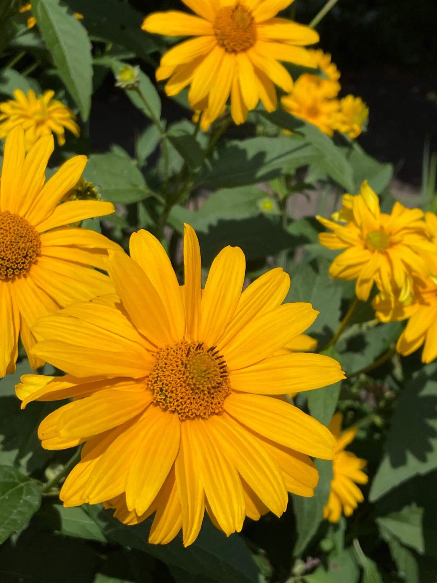 GartenMargerite Expertenwissen für den Garten