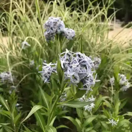 Foto von Asiatischer Röhrenstern (Amsonia elliptica)