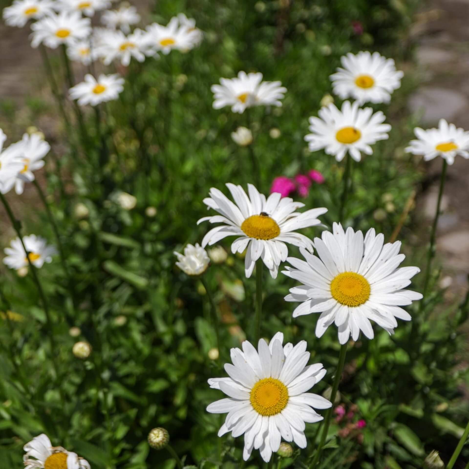 Wiesen-Margerite (Leucanthemum vulgare)