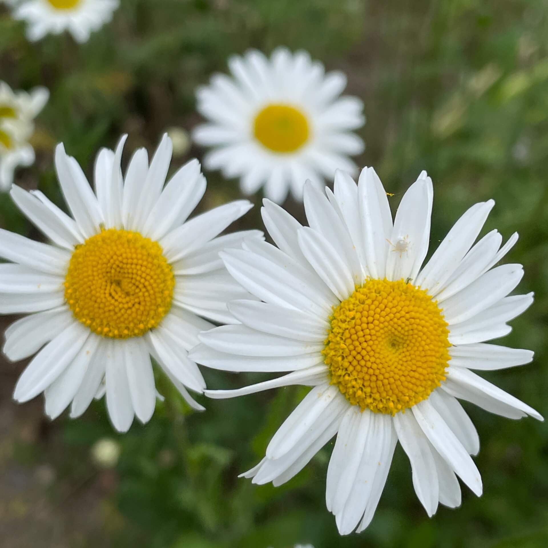 Wiesen-Margerite (Leucanthemum vulgare)