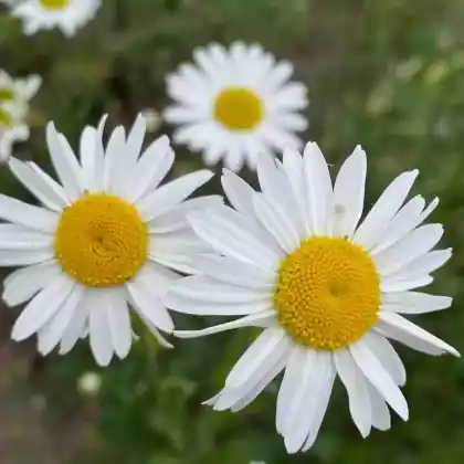 Foto von Wiesen-Margerite (Leucanthemum vulgare)