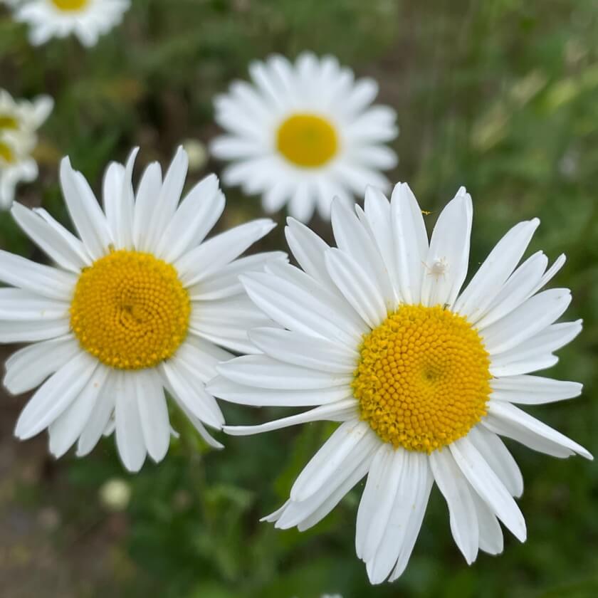 WiesenMargerite / Leucanthemum vulgare