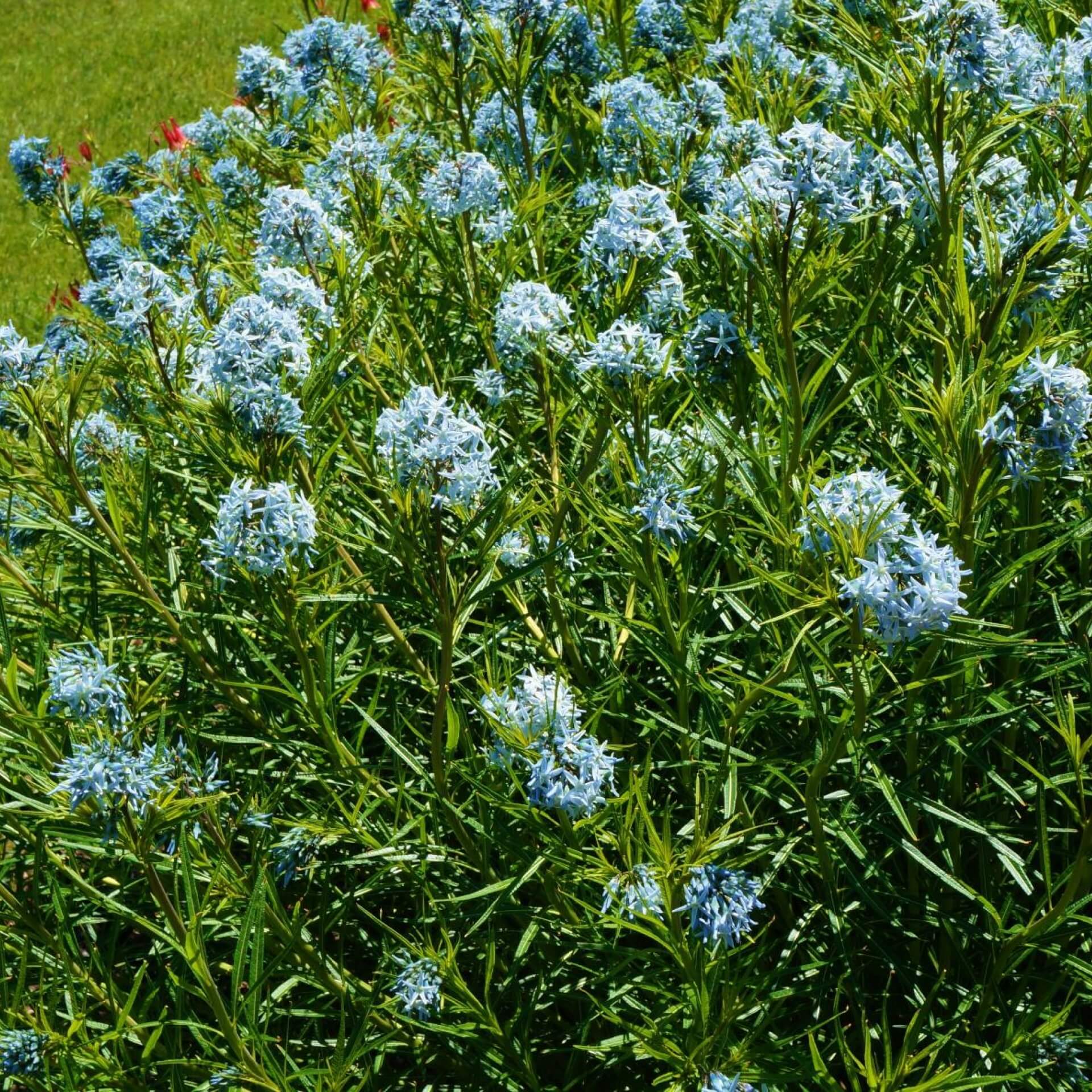 Blausternbusch (Amsonia hubrichtii)