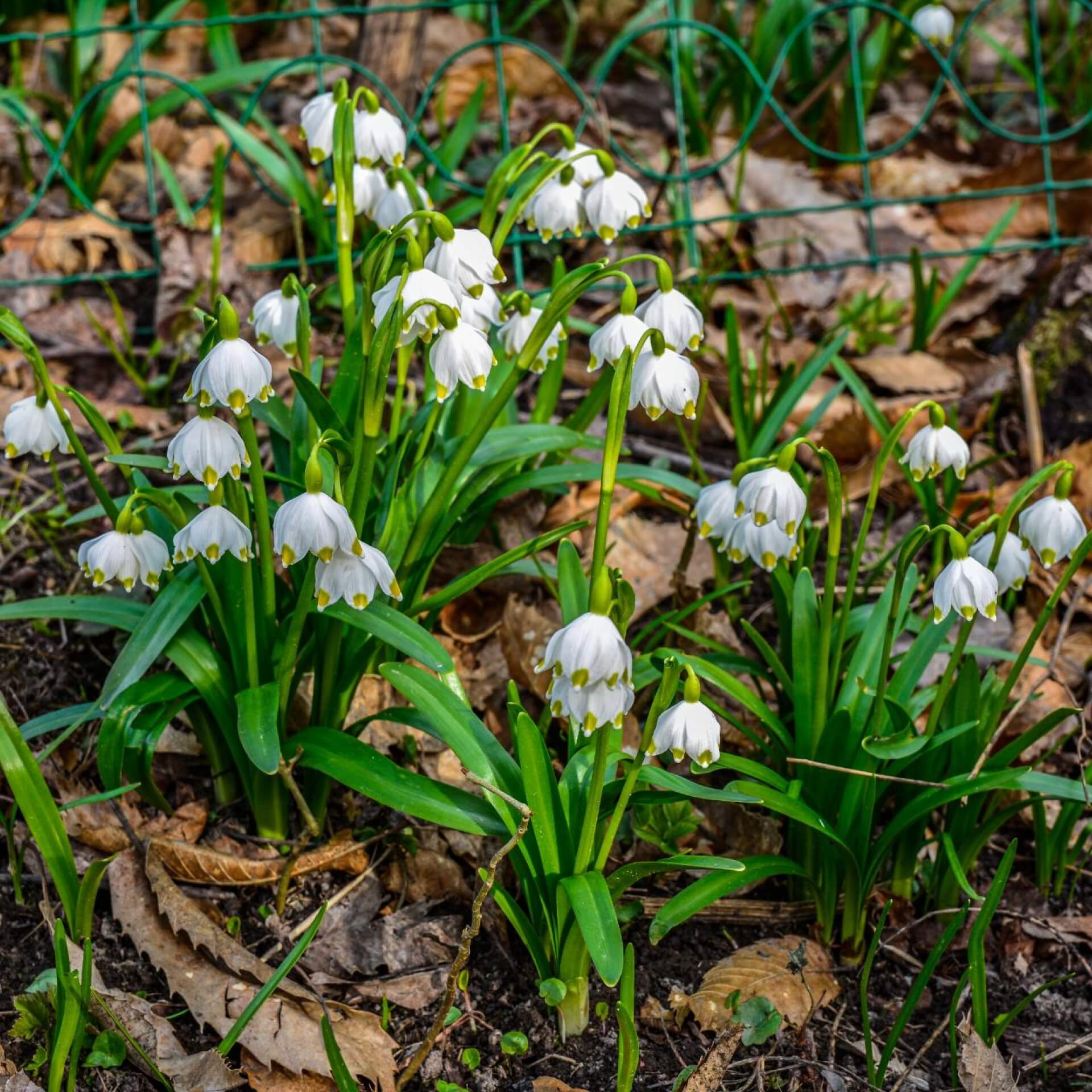 Sommer-Knotenblume (Leucojum aestivum)