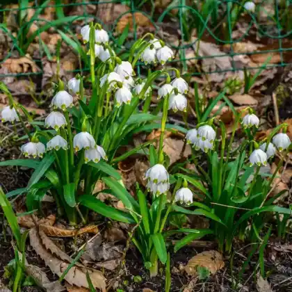 Foto von Sommer-Knotenblume (Leucojum aestivum)